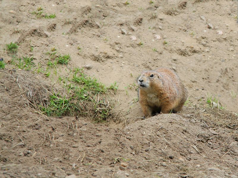 Prairie Dog by Jose Lok
