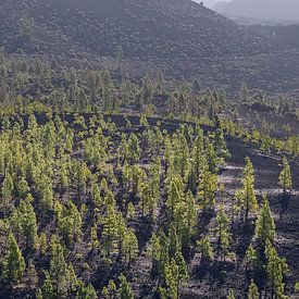 Canarische dennen bij de Mirador de Chio van Walter G. Allgöwer