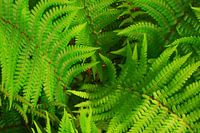 Lush green fern