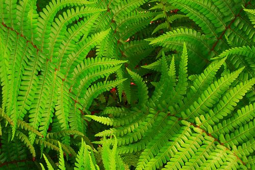 Weelderige groene varen