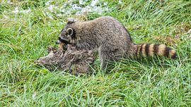 Waschbär von Loek Lobel