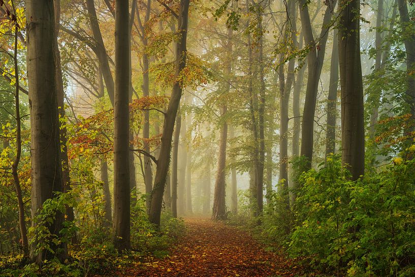 Paradise by Martin Podt
