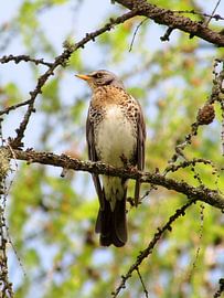 Fieldfare by Pieter Korstanje