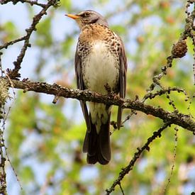 Kramsvogel op tak van Pieter Korstanje