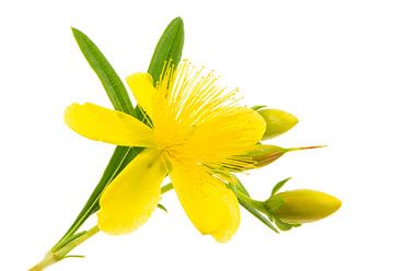 Gelbe Johanniskraut Blüte auf weissen Hintergrund von ManfredFotos