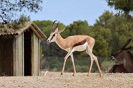 Animals and Nature by Lennart Mans