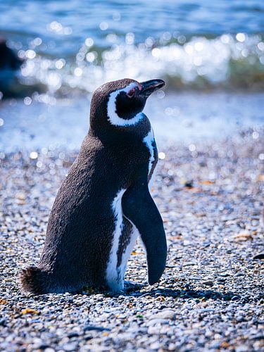 Magellanic Penguin