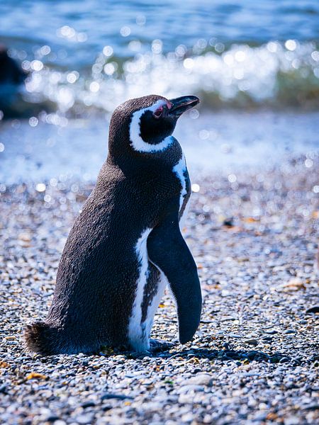 Magellanpinguin von Willemijn Wolthaus