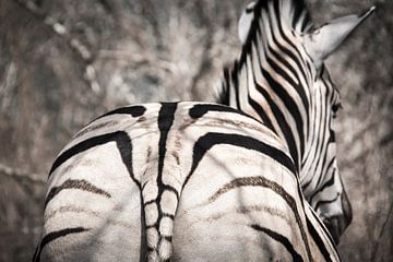 Rayé sur Rob van der Wal