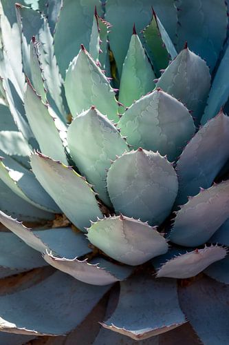 Pflanzen in Jardin Majorelle, Marrakesch von Evelien Oerlemans