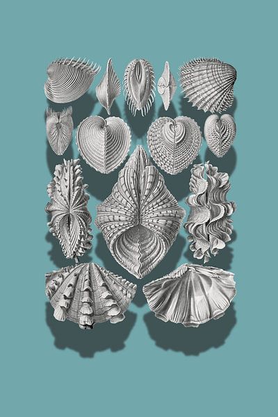 Vintage Shellfish Illustrations par Marja van den Hurk