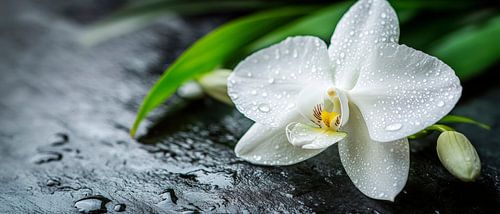 White orchid blossom with drops by Poster Art Shop
