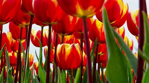 champ de tulipes sur Henriette Tischler van Sleen