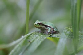 grenouille de piscine sur Frank Fichtmüller