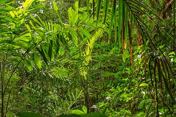 Green nature in Suriname