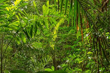 Groene natuur in Suriname van Patricia Hofmeester
