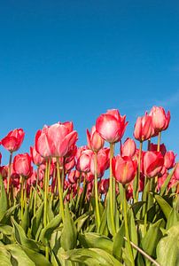 Rode Tulpen 005 von Alex Hiemstra