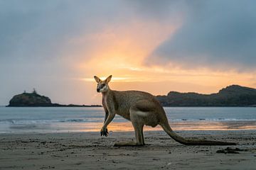 Wilde kangoeroe op het strand bij zonsopkomst op Cape Hillsborough Australie van Twan Bankers