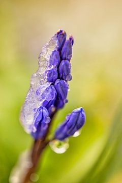 Bourgeons de fleurs dans la glace sur FotoSynthese