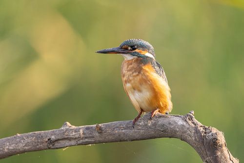 IJsvogel, Alcedo atthis