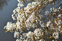 Fleur blanche