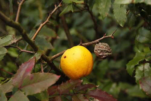 thorn apple by Lisa de Blok