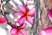 Tropische roze Frangipane Bloem