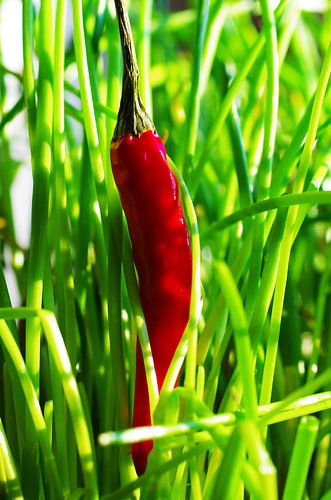 Chili in grünem Ambiente