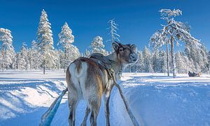 Haben Sie etwas gesagt? Rentier blickt zurück. Finnland