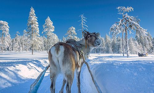 Vous avez dit quelque chose ? Un renne regarde en arrière. Finlande