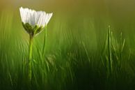 When should I wake up?..... (fleurs, marguerite) par Bob Daalder Aperçu