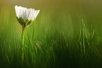 When should I wake up?..... (flower, daisy)