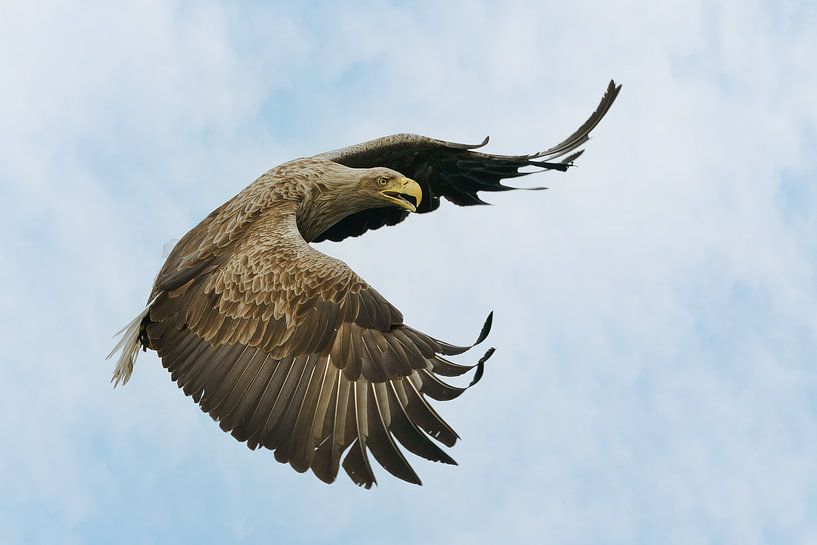 white-tailed eagle by Ton Valk