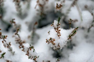 Sneeuw detail van Hans Hebbink