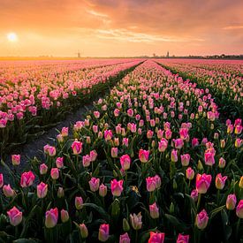 Hollandse Tulpenvelden van Martijn van der Nat