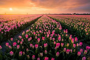 Hollandse Tulpenvelden van Martijn van der Nat