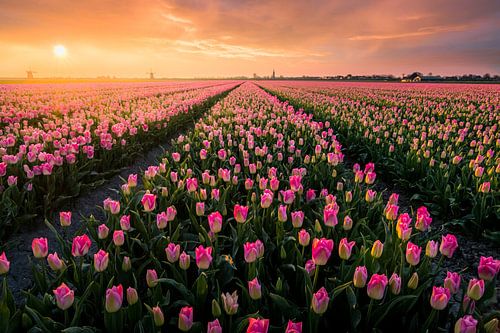 Hollandse Tulpenvelden