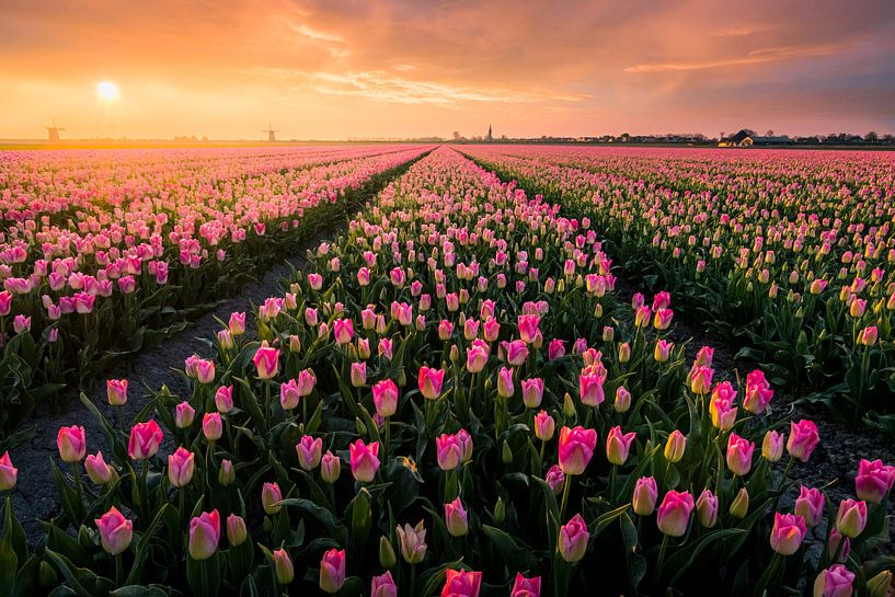 Hollandse Tulpenvelden van Martijn van der Nat