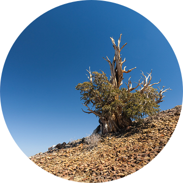 Bristlecone Pine Tree, Californië