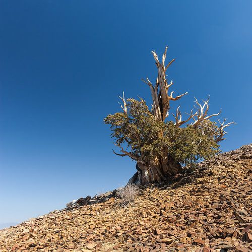Bristlecone Pine Tree, Californië