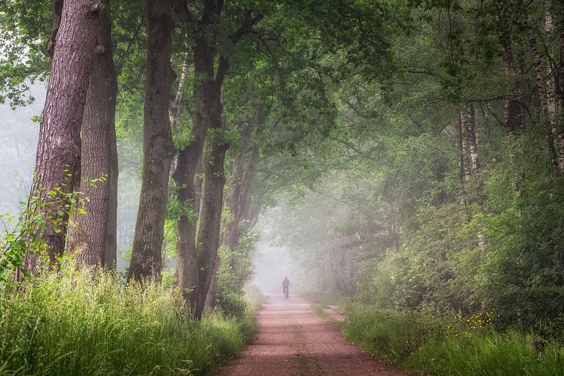 Am Rande des Laura-Waldes auf einer nebligen Waldstraße von Peschen Photography