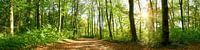 Chemin à travers la forêt