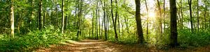 Weg durch den Wald