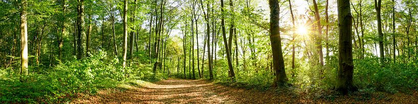 Weg durch den Wald von Günter Albers