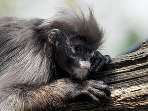 Brillangoer : Königlicher Bürgerzoo