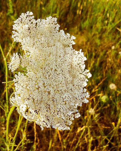 Achillée millefeuille fleur blanche au coucher du soleil