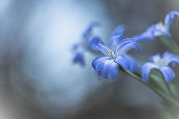 flowers part 480 by Tania Perneel