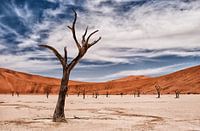 Dead vlei 