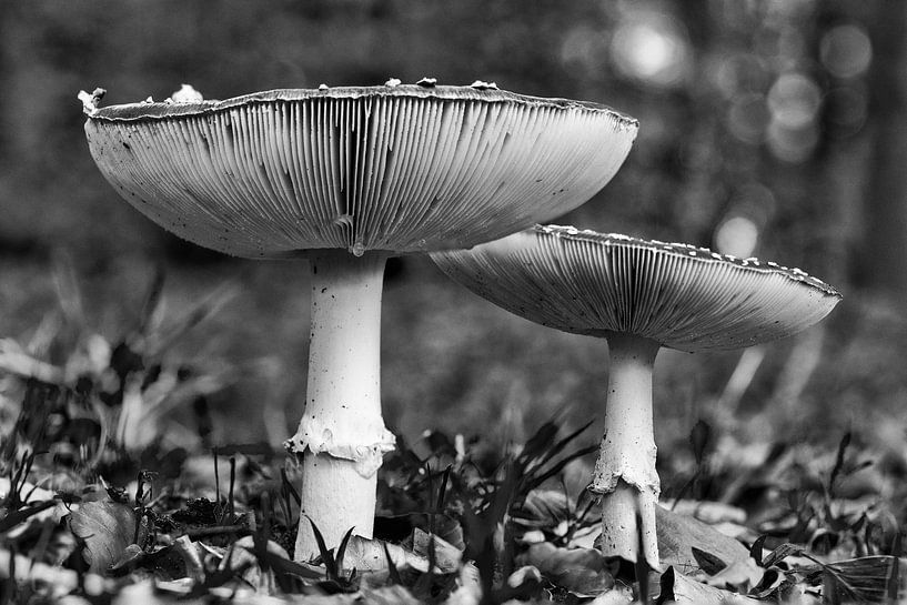 Deux agarics mouches en noir et blanc par Photo Henk van Dijk