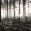 Forest by Photo Wall Decoration